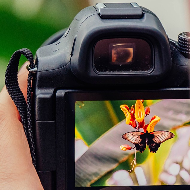 Fotògraf de fauna? els millors objectius de nivell bàsic a experimentat per a fotografia