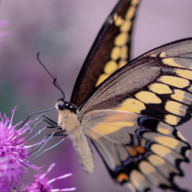 ¿Cómo hacer la foto perfecta de una mariposa?